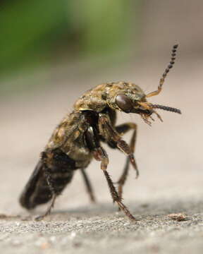 Image of Ontholestes tessellatus (Geoffroy 1785)