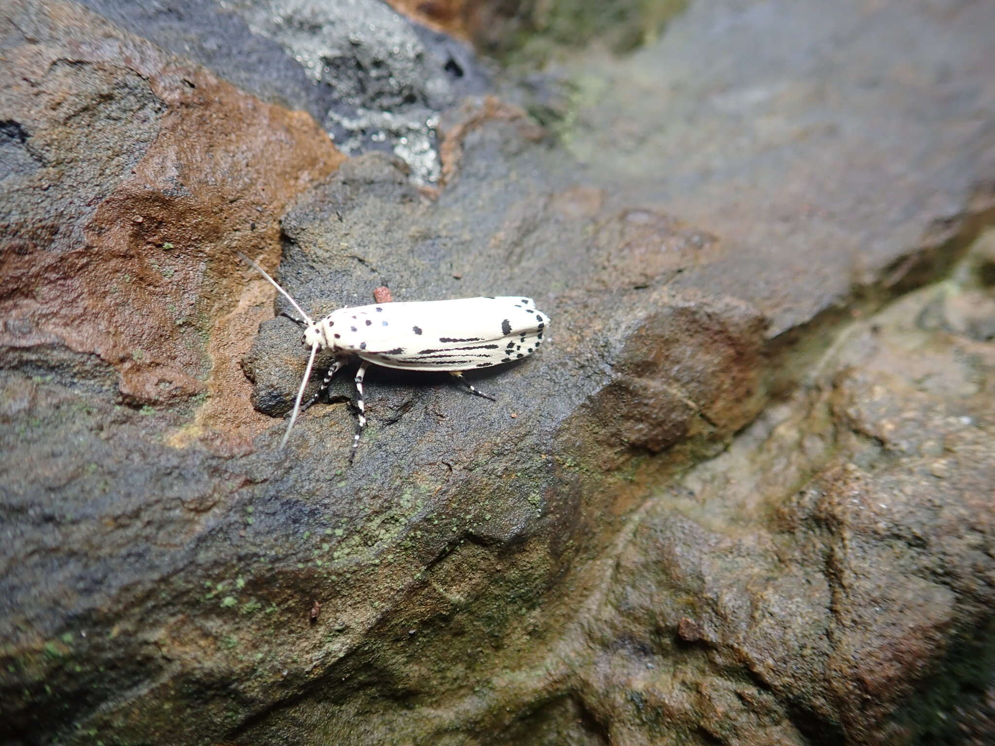 Image of Ethmia lineatonotella Moore 1867