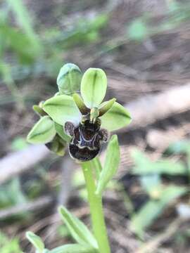 Image of Ophrys olbiensis E. G. Camus