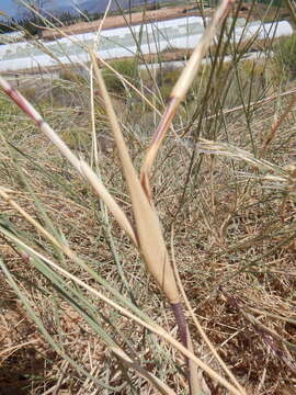 Image de Stipagrostis namaquensis (Nees) De Winter