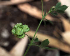 Image of Medicago tornata (L.) Mill.