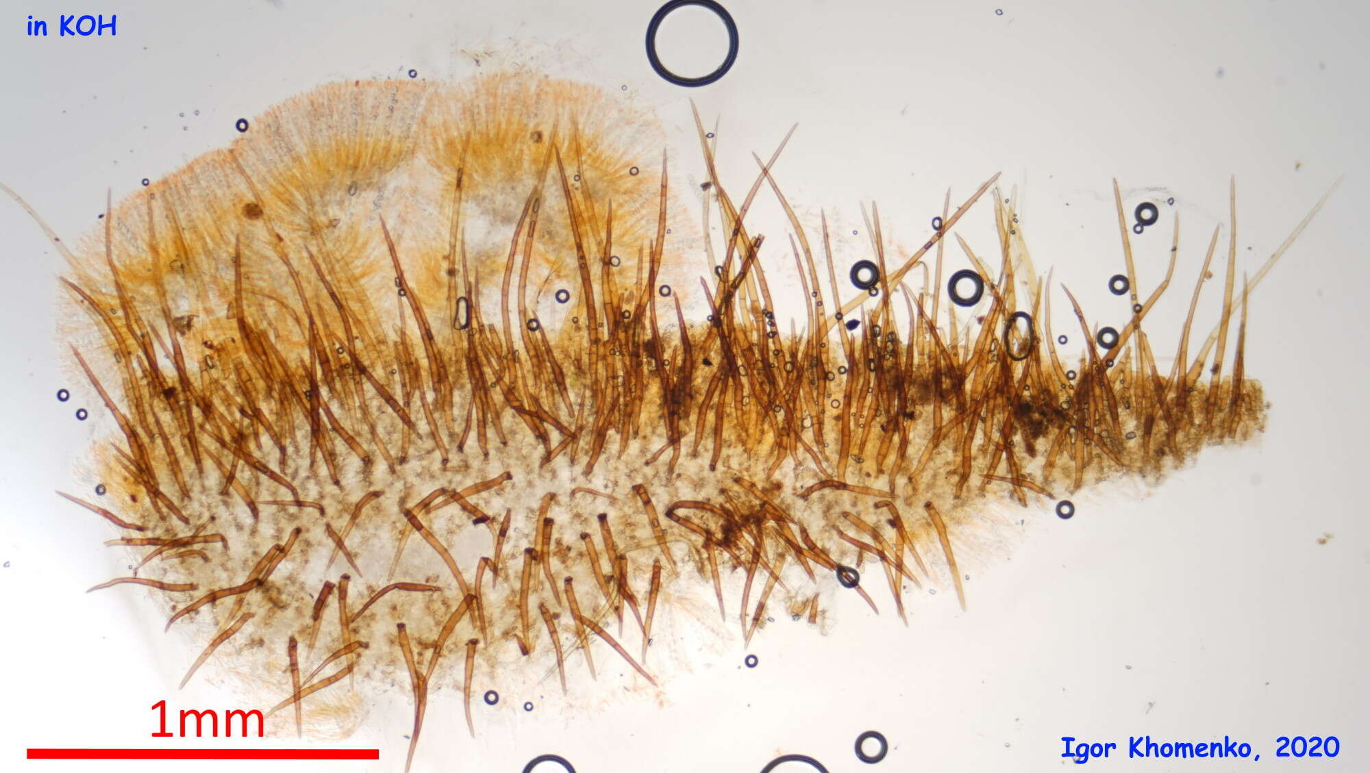 Image of Scutellinia umbrorum (Fr.) Lambotte 1887