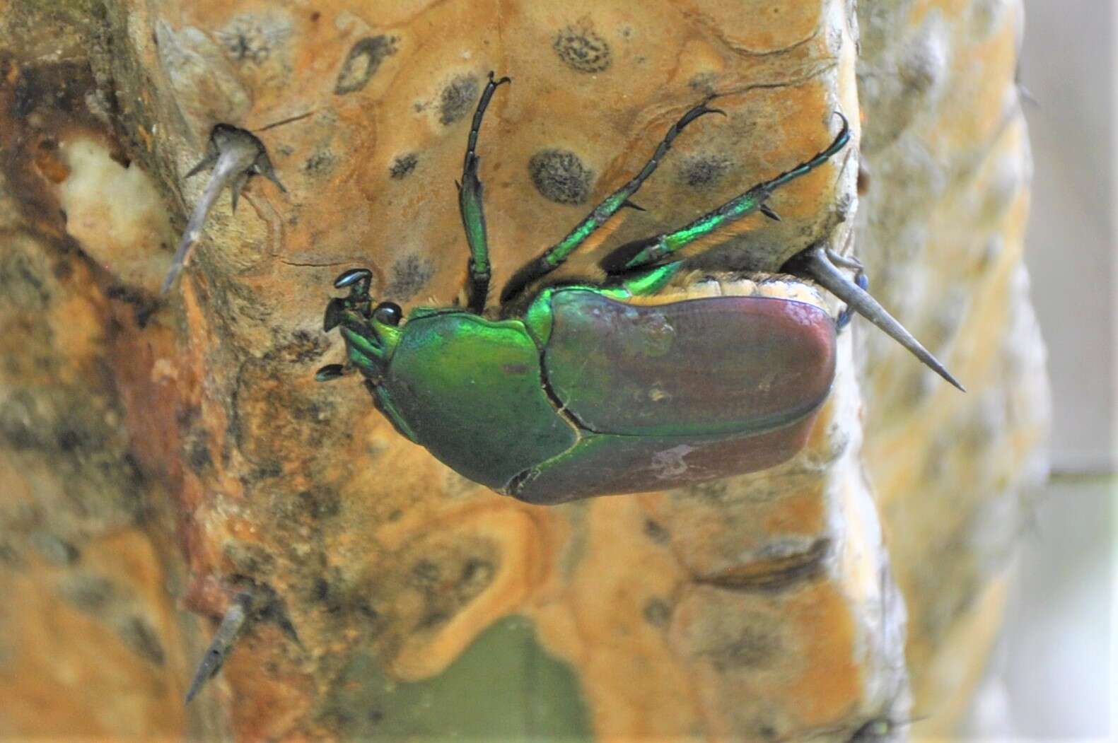 Image of Cotinis laticornis Bates 1889