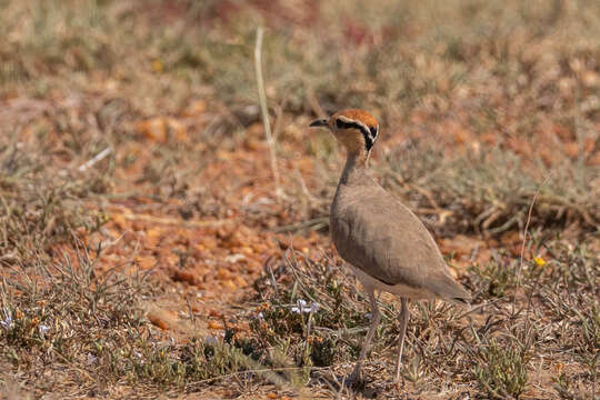 Image of Temminck's Courser