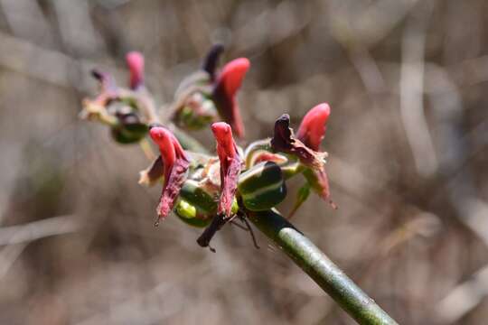 Image of Euphorbia calcarata (Schltdl.) V. W. Steinm.