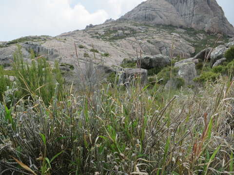 Plancia ëd Andropogon andringitrensis (A. Camus) Voronts.