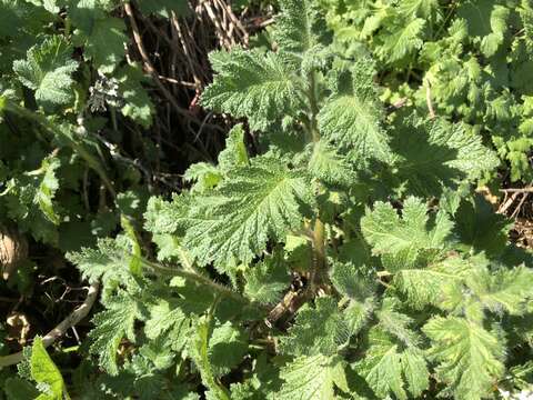 Image of stinging phacelia