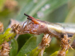 Imagem de Oecanthus californicus pictipennis Hebard 1935