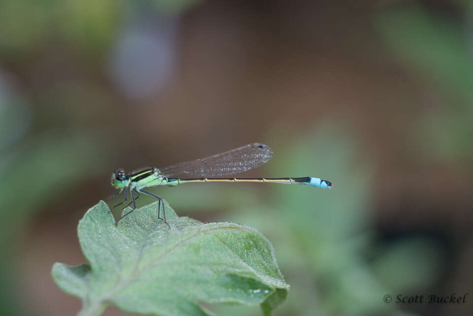 Image of Rambur's Forktail