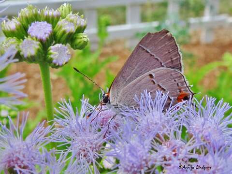 Image of Gray Hairstreak