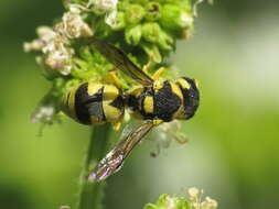 Sivun Eustenancistrocerus kuva