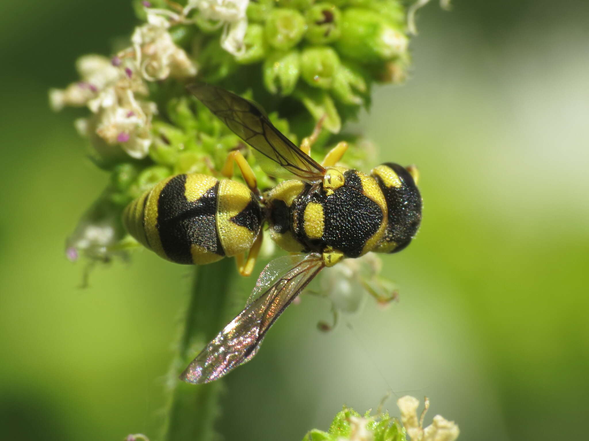 Sivun Eustenancistrocerus kuva