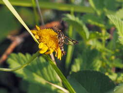 Image of Pyropteron triannuliformis (Freyer 1843)