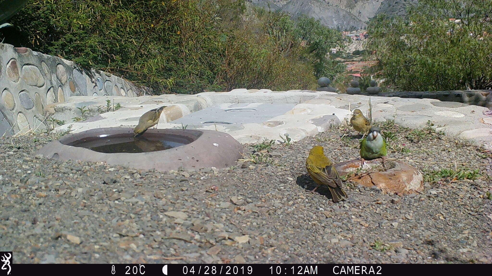 Image of Gray-hooded Parakeet