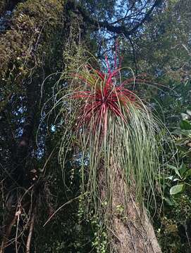 Fascicularia bicolor subsp. canaliculata E. C. Nelson & Zizka的圖片