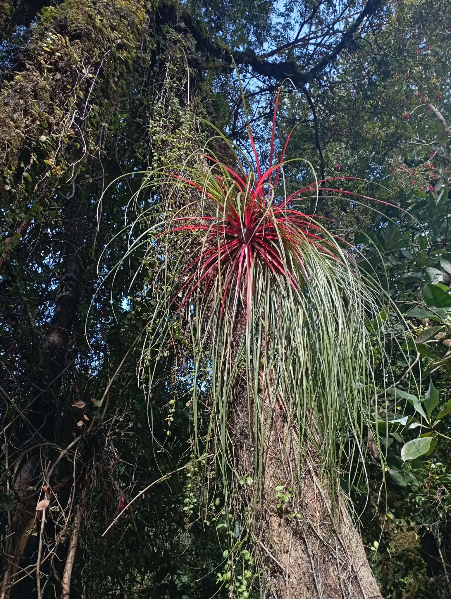 Fascicularia bicolor subsp. canaliculata E. C. Nelson & Zizka的圖片