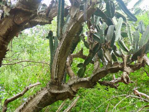 Image of Dendrocereus