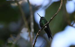 Imagem de Eriocnemis luciani (Bourcier 1847)