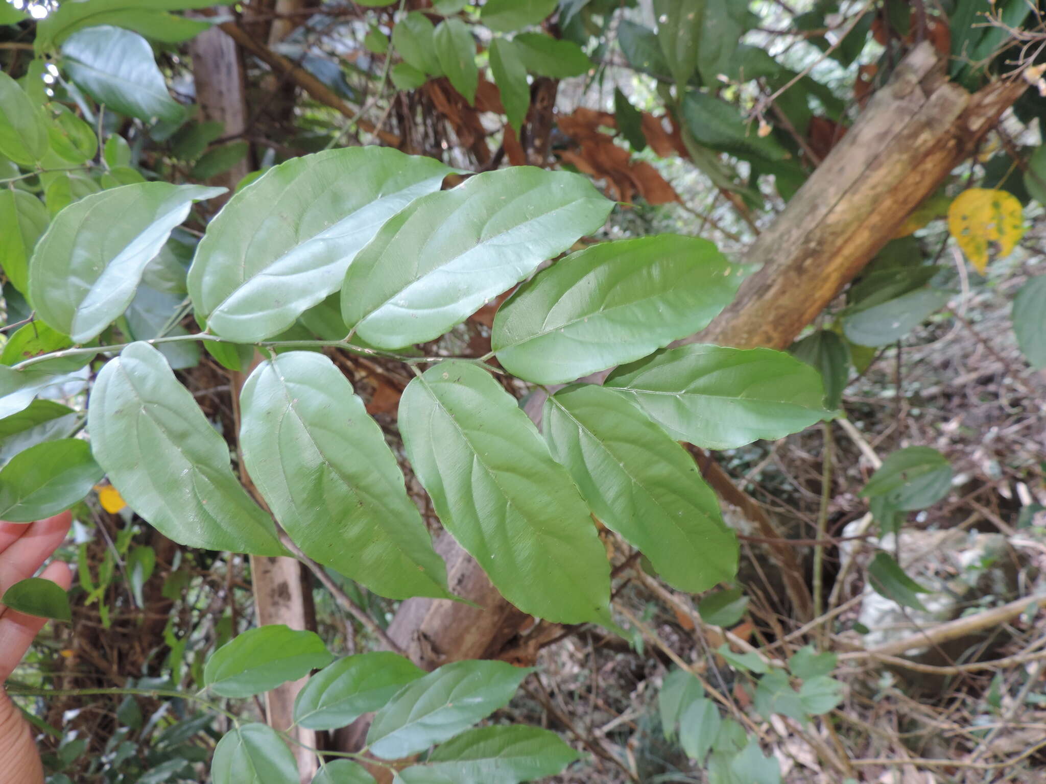 Imagem de Ventilago leiocarpa Benth.