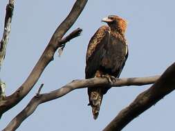 Image of Aquila audax audax (Latham 1801)