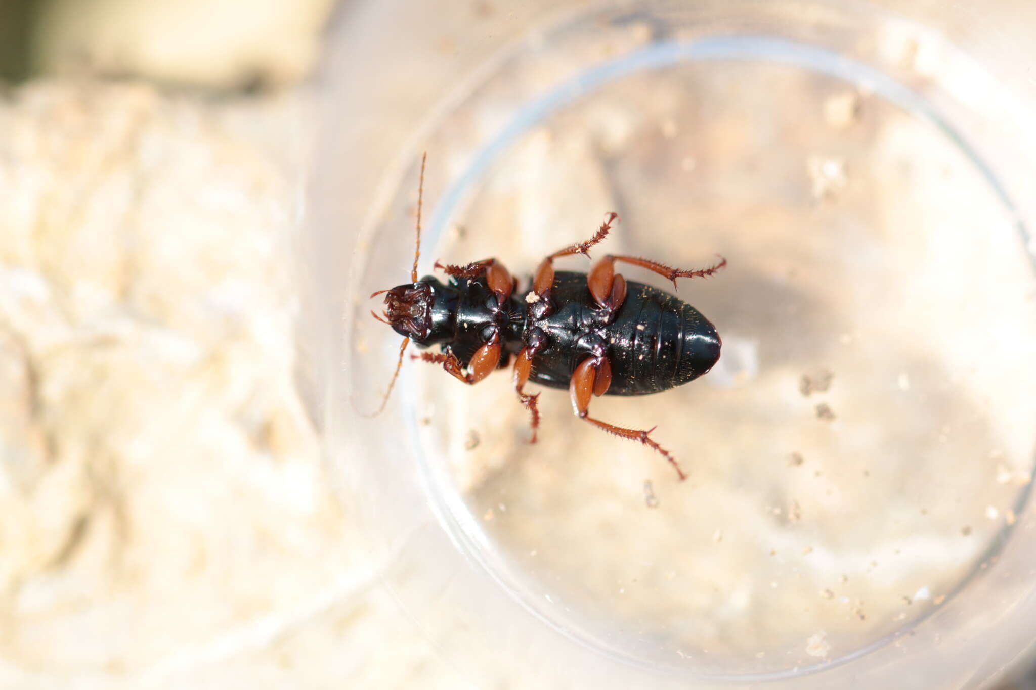 Ophonus (Hesperophonus) azureus (Fabricius 1775) resmi