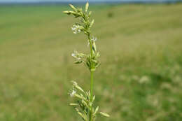 Image of Siberian catchfly