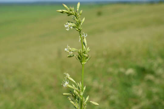 Image of Siberian catchfly