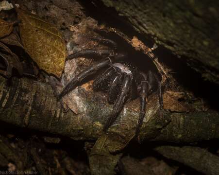 Cataxia pulleinei (Rainbow 1914) resmi