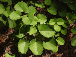 Image of Sanguisorba applanata T. T. Yu & C. L. Li