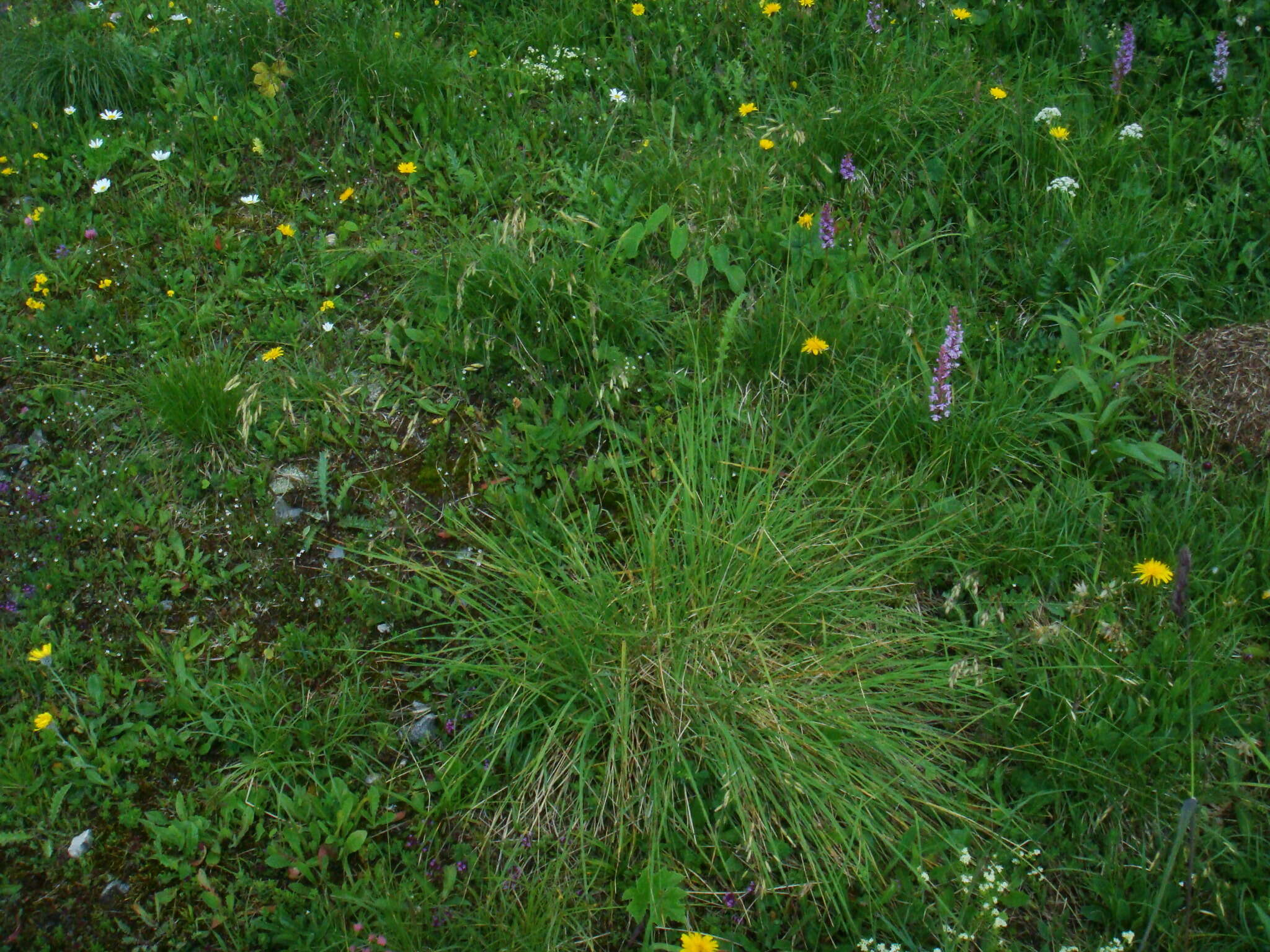 Image of Helictotrichon parlatorei (J. Woods) Pilg.