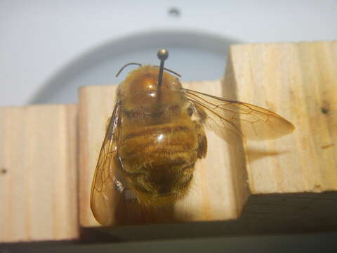 Sivun Xylocopa clarionensis Hurd 1958 kuva