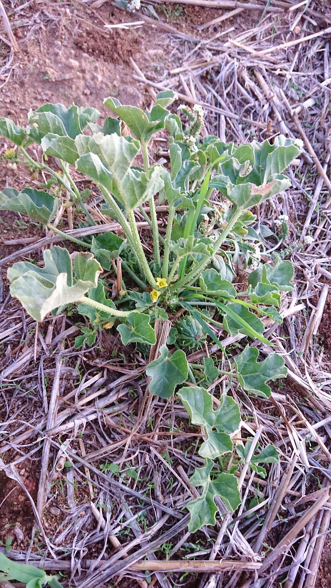 Imagem de Cucumis myriocarpus Naudin