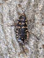 Image of Cockroach