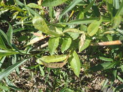 Image of Missouri River willow