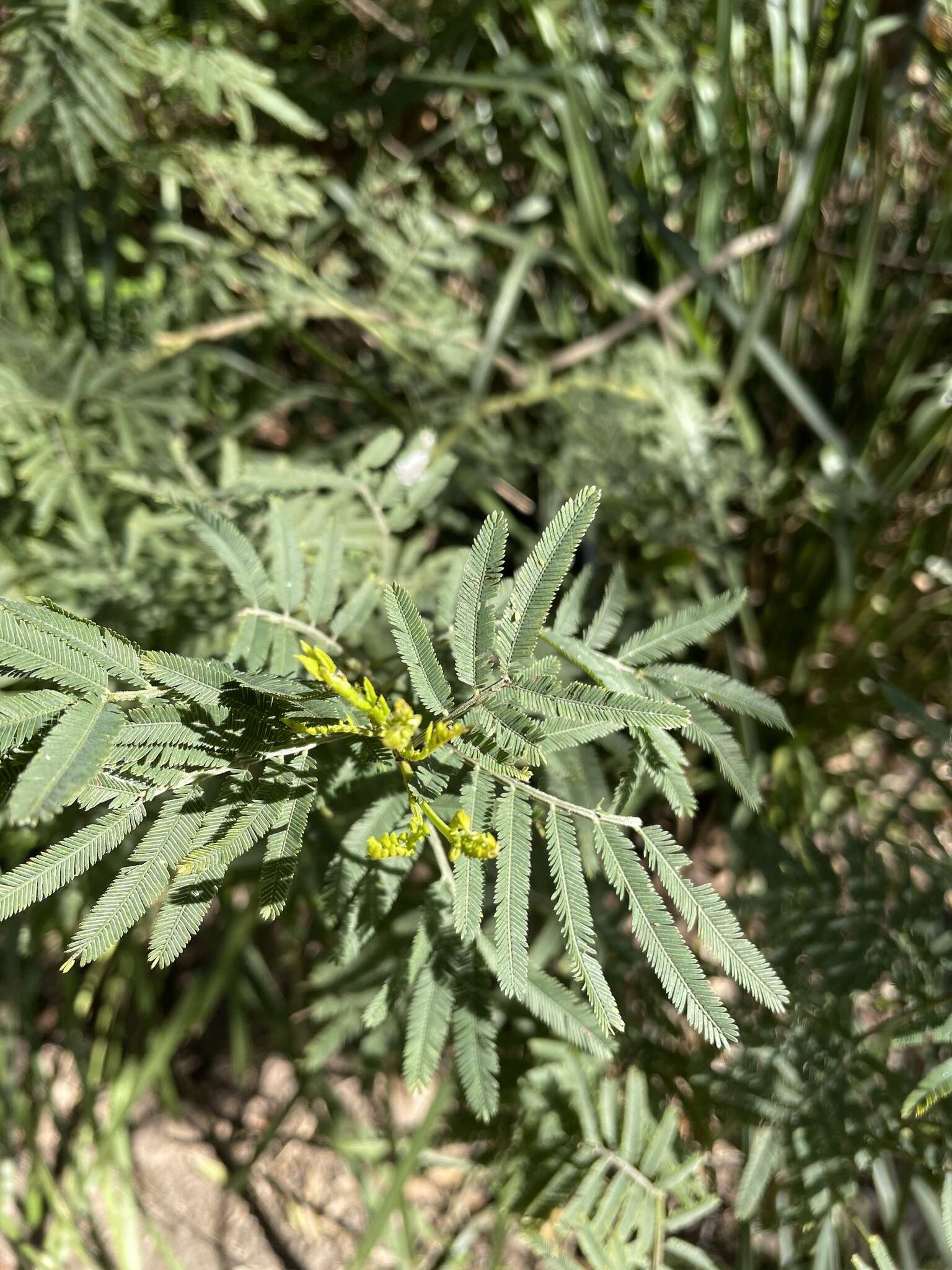 Acacia irrorata Sieber ex Spreng. resmi