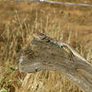 Image of Mexican Desert Spiny Lizard