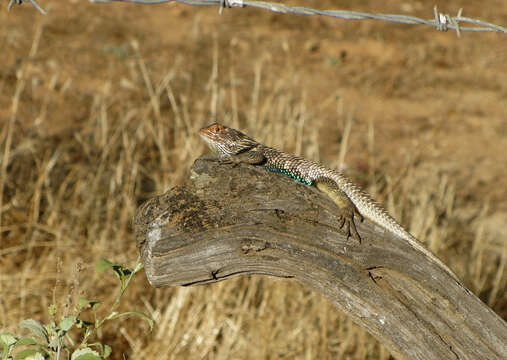 Image of Baja California Spiny Lizard