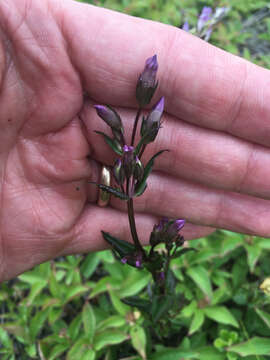 Image of autumn dwarf gentian