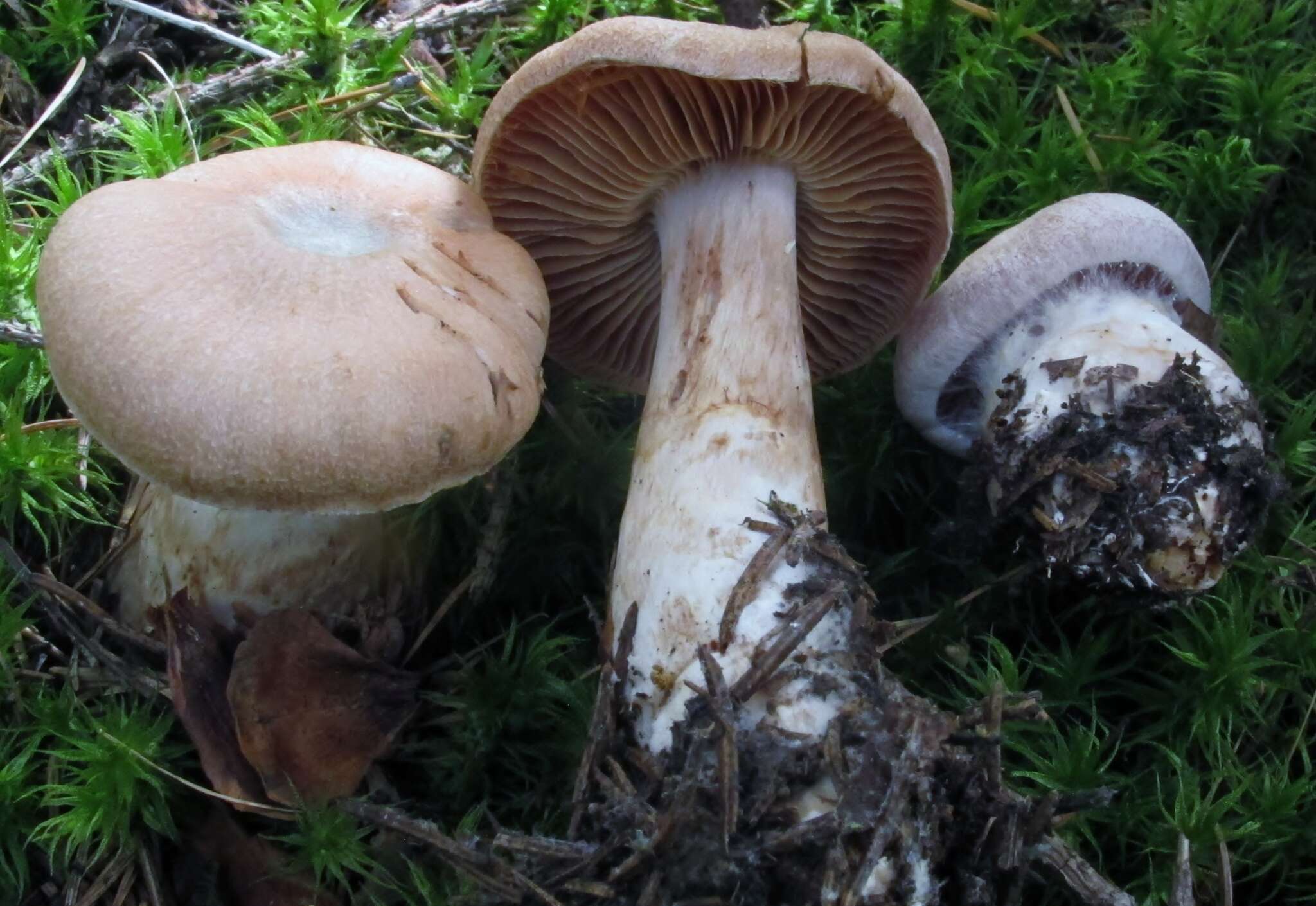 Image of Cortinarius malachius (Fr.) Fr. 1838