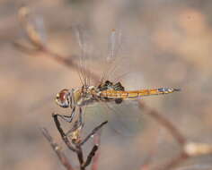 Image of Common Glider