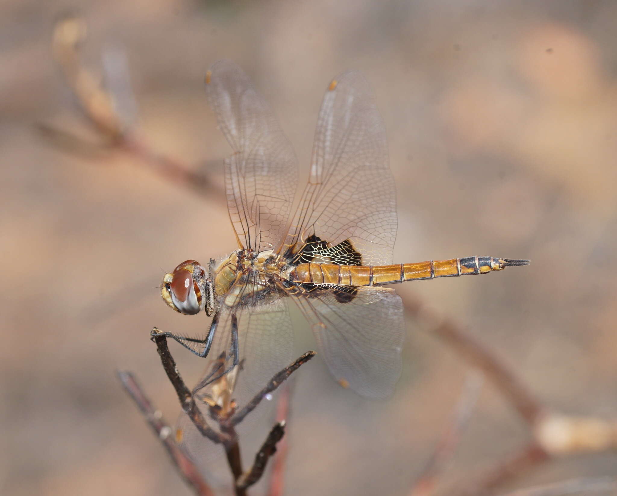 Image of Common Glider