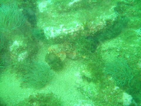 Image of Red Scorpionfish