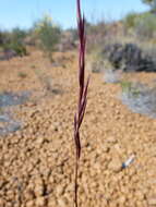 Image of Triodia rigidissima (Pilg.) Lazarides