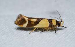 Macrobathra chrysotoxa Meyrick 1886 resmi