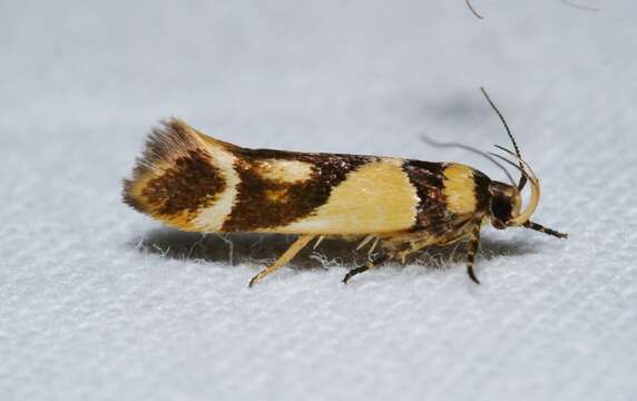 Image of Macrobathra chrysotoxa Meyrick 1886