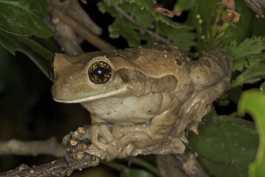 صورة Trachycephalus quadrangulum (Boulenger 1882)