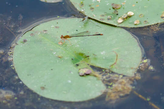 Image of Orange Bluet