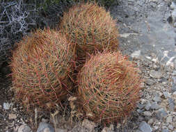 Image of Leconte's barrel cactus