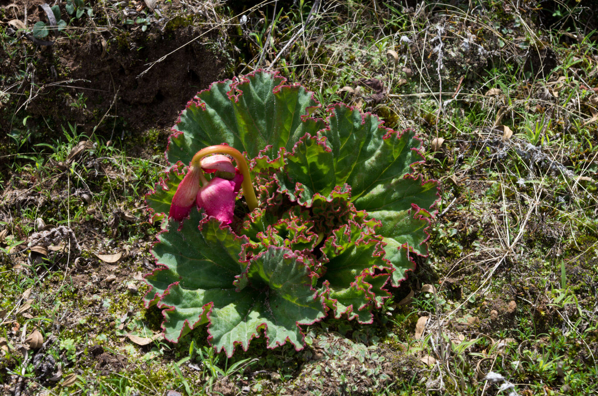 Слика од Begonia veitchii Hook. fil.