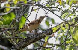 Image of Wood Pipit